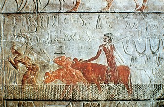 Walking cattle across a channel, wall relief, Saqqara, Egypt. Artist: Unknown