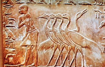 Geese, wall relief from the Tomb of Ptahhotep, Saqqara, Egypt, 24th century BC. Artist: Unknown