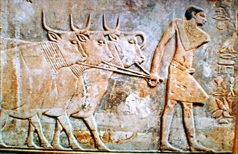 Man leading cattle, wall relief from the Tomb of Ptahhotep, Saqqara, Egypt, 24th century BC. Artist: Unknown