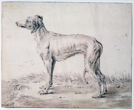 'Greyhound', 1644. Artist: Cornelis Saftleven
