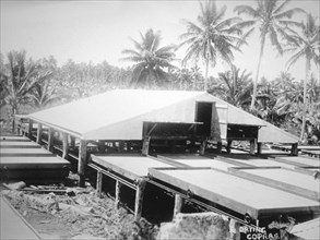 Drying copra, Solomon Island, Fiji, 1905. Artist: Unknown