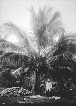 Making copra, Solomon Islands, Fiji, 1905. Artist: Unknown
