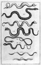 Serpents, 1675.  Artist: Athanasius Kircher