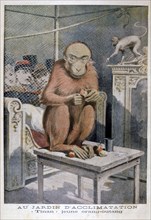 Tinan the orangutan, 1896. Artist: Henri Meyer