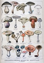 Good and bad mushrooms, 1896. Artist: Unknown