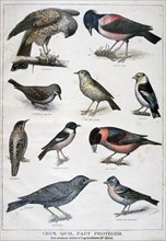 Birds that are protected, and helpful in agriculture, 1897. Artist: F Meaulle