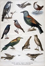 Birds that are protected, and helpful in agriculture, 1897. Artist: F Meaulle
