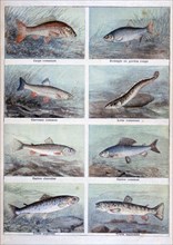 Freshwater fish, 1898.  Artist: F Meaulle