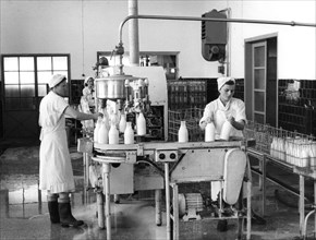 Milk production, Zagreb, Yugoslavia, 1952. Artist: Unknown