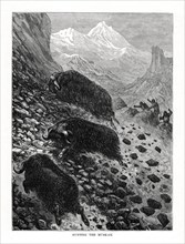 Hunting the musk-ox, 1877. Artist: Unknown