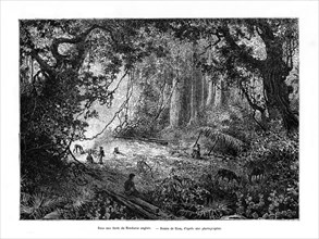Rainforest in British Honduras, 19th century. Artist: Edouard Riou