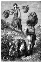 'Peasants gathering roses in Roumelia', c1890. Artist: Unknown
