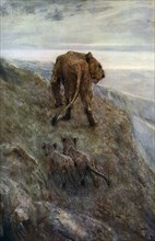 'On the Alert - Lioness and Cubs', c1878-1910, (1912).Artist: John MacAllan Swan