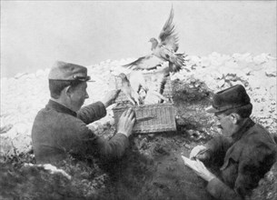 Messenger pigeons being released at the front line, World War I, 1915. Artist: Unknown