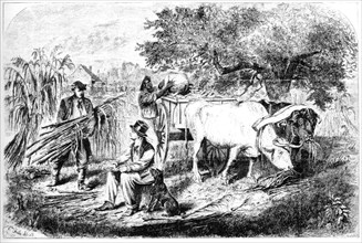 'Oxen Hauling Corn', 19th century.Artist: Edwin Forbes