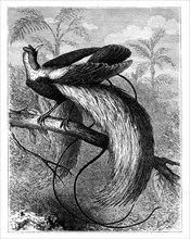 Bird of Paradise, 19th century.Artist: A Mesnel