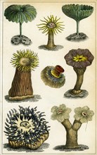Sea anemones, c19th century.Artist: A Fullarton & Co