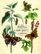 'The Butterflies of Great Britain', c1855. Artist: Unknown