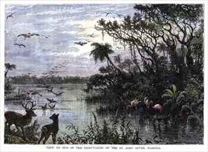'View on one of the Tributaries of the St John River, Florida', 19th century. Artist: Unknown