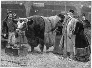 Prize bull, 1883. Artist: Unknown