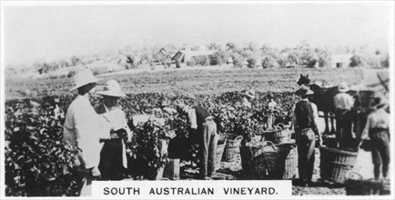 South Australian vineyard, 1928. Artist: Unknown