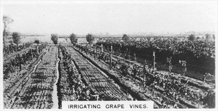 Irrigating grape vines, Australia, 1928. Artist: Unknown