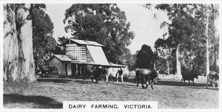 Dairy farming, Victoria, Australia, 1928. Artist: Unknown