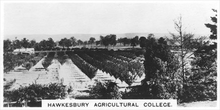 Hawkesbury Agricultural College, New South Wales, Australia, 1928. Artist: Unknown