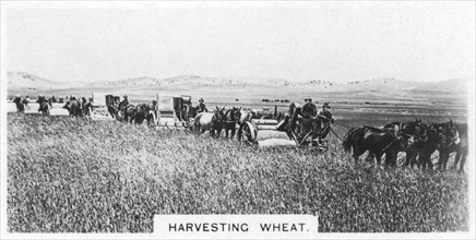 Harvesting wheat, Australia, 1928. Artist: Unknown