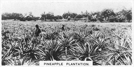 Pineapple plantation, Australia, 1928. Artist: Unknown