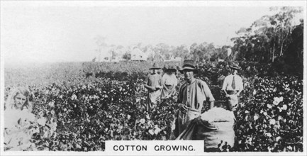 Cotton picking, Australia, 1928. Artist: Unknown