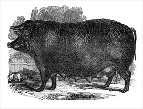 Hampshire sow, 1848. Artist: Unknown