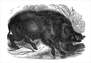 Wild boar, 1848. Artist: Unknown