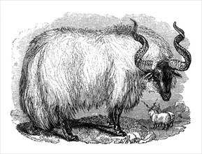 Spanish sheep, 1848. Artist: Unknown