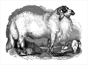 Fat-tailed sheep of Syria, 1848. Artist: Unknown
