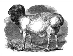 Fat-rumped sheep of Tartary, 1848. Artist: Unknown