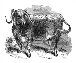 Lancashire ox, specimen of the long horned breeds, 1848. Artist: Unknown