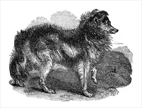 'Shepherd's dog', 1848. Artist: Unknown