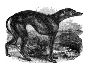 Greyhound, 1848. Artist: Unknown