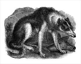 'Wolf dog', 1848. Artist: Unknown