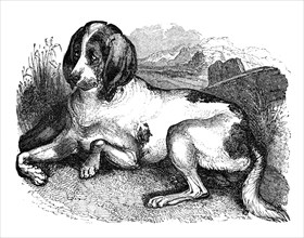 'Old English hound', 1848. Artist: Unknown