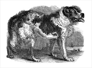Newfoundland dog, 1848. Artist: Unknown