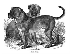 Bulldog, 1848. Artist: Unknown