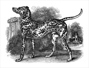 Dalmatian dog, 1848. Artist: Unknown