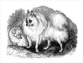 Iceland dog, 1848. Artist: Unknown