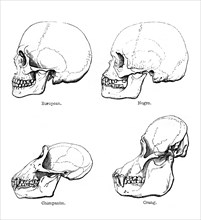 Lateral view of the skull or profile, 1848. Artist: Unknown
