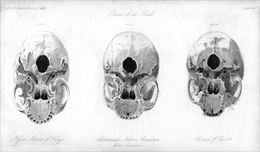 Base of the skull, 1848. Artist: Unknown