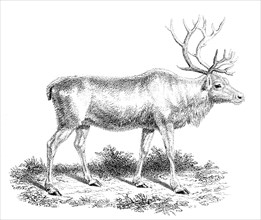 'Reindeer', 19th century. Artist: Unknown