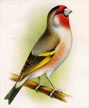 A goldfinch-bullfinch hybrid. Artist: Unknown