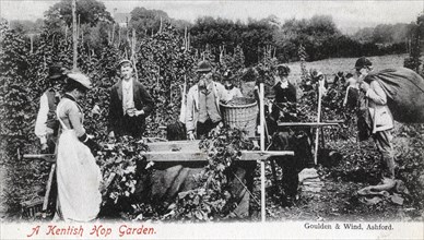 A Kentish hop garden, 1905.Artist: Goulden and Wind